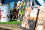 Stoisko Schroniska dla Bezdomnych Zwierząt w Częstochowie - wolontariusze rozmawiają z odwiedzającymi, w tle plansze z fotografiami kotów i psów do adopcji,